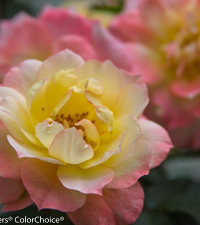 Rose Oso Easy® Italian Ice®